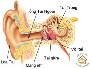 Viêm tai giữa cấp: Nguyên nhân, triệu chứng và cách điều trị